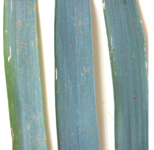 fig4